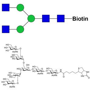 Asialo, agalacto complex-type glycan-biotin