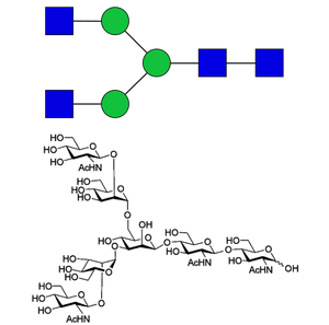 Asialo, agalacto complex-type glycan