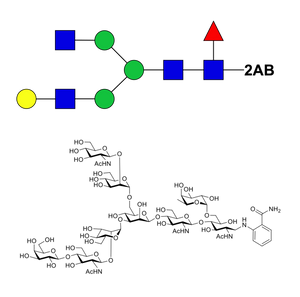 Asialo, monogalactosylated, fucosylated complex-type glycan-2AB