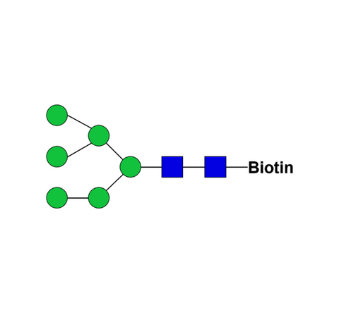 Man6-biotin