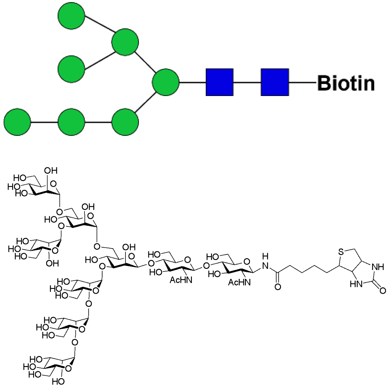 Man7D1-biotin