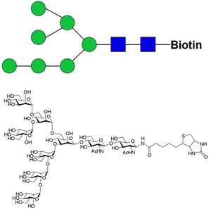Man7D1-biotin