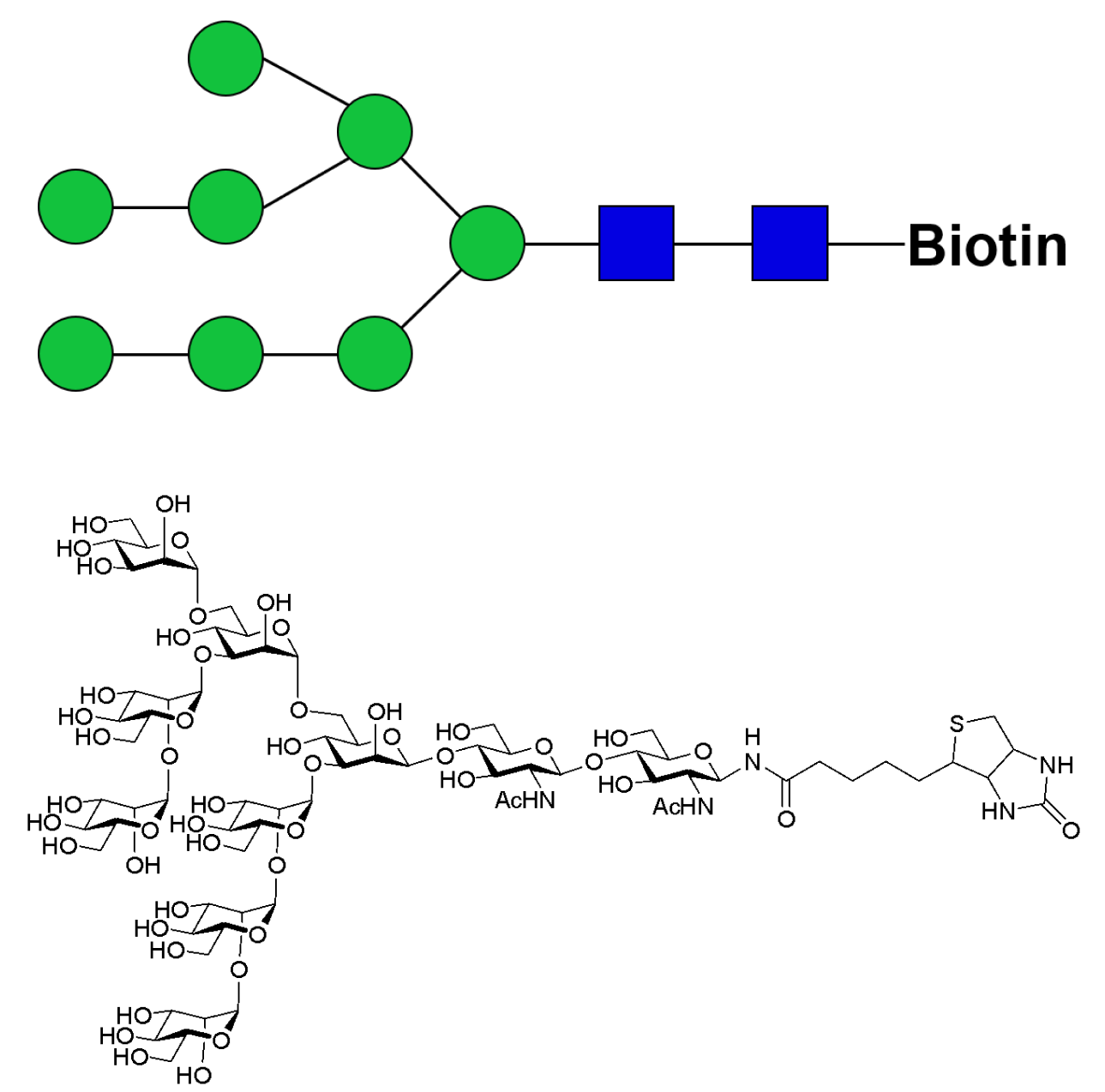 Man8D1D2-biotin