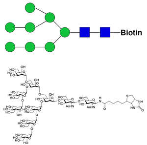 Man8D1D2-biotin