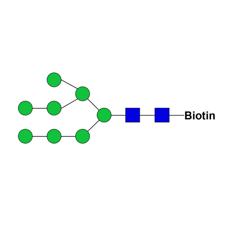 Man8D1D2-biotin