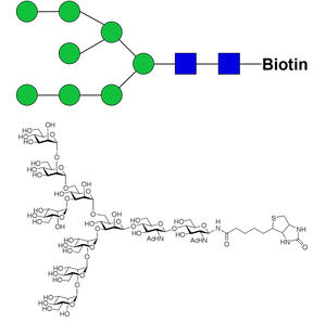 Man8D1D3-biotin