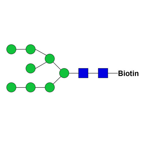Man8D1D3-biotin