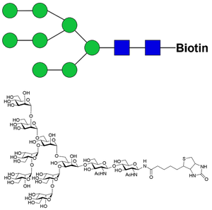 Man8D2D3-biotin